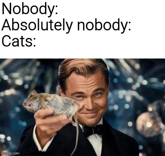 Nobody:
Absolutely nobody:
Cats: | image tagged in memes,funny,funny memes,cats,animals | made w/ Imgflip meme maker