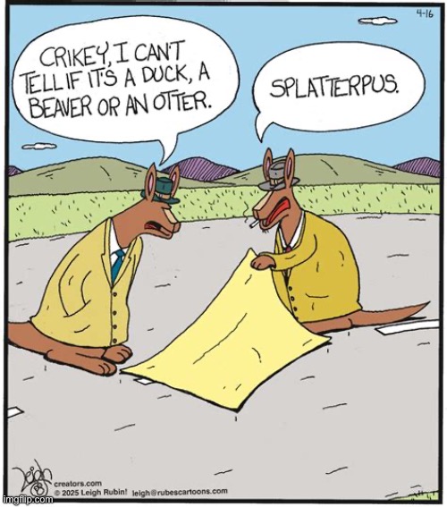 Rubes | image tagged in comics,rubes,kangaroos,detectives,crime scene,splatterpus | made w/ Imgflip meme maker