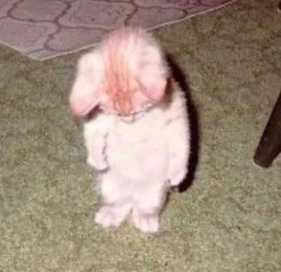 cat sad soorry Blank Meme Template