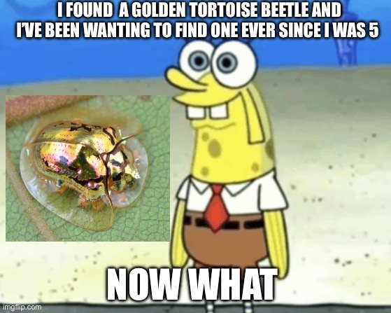 my life is complete | I FOUND  A GOLDEN TORTOISE BEETLE AND I’VE BEEN WANTING TO FIND ONE EVER SINCE I WAS 5; NOW WHAT | made w/ Imgflip meme maker