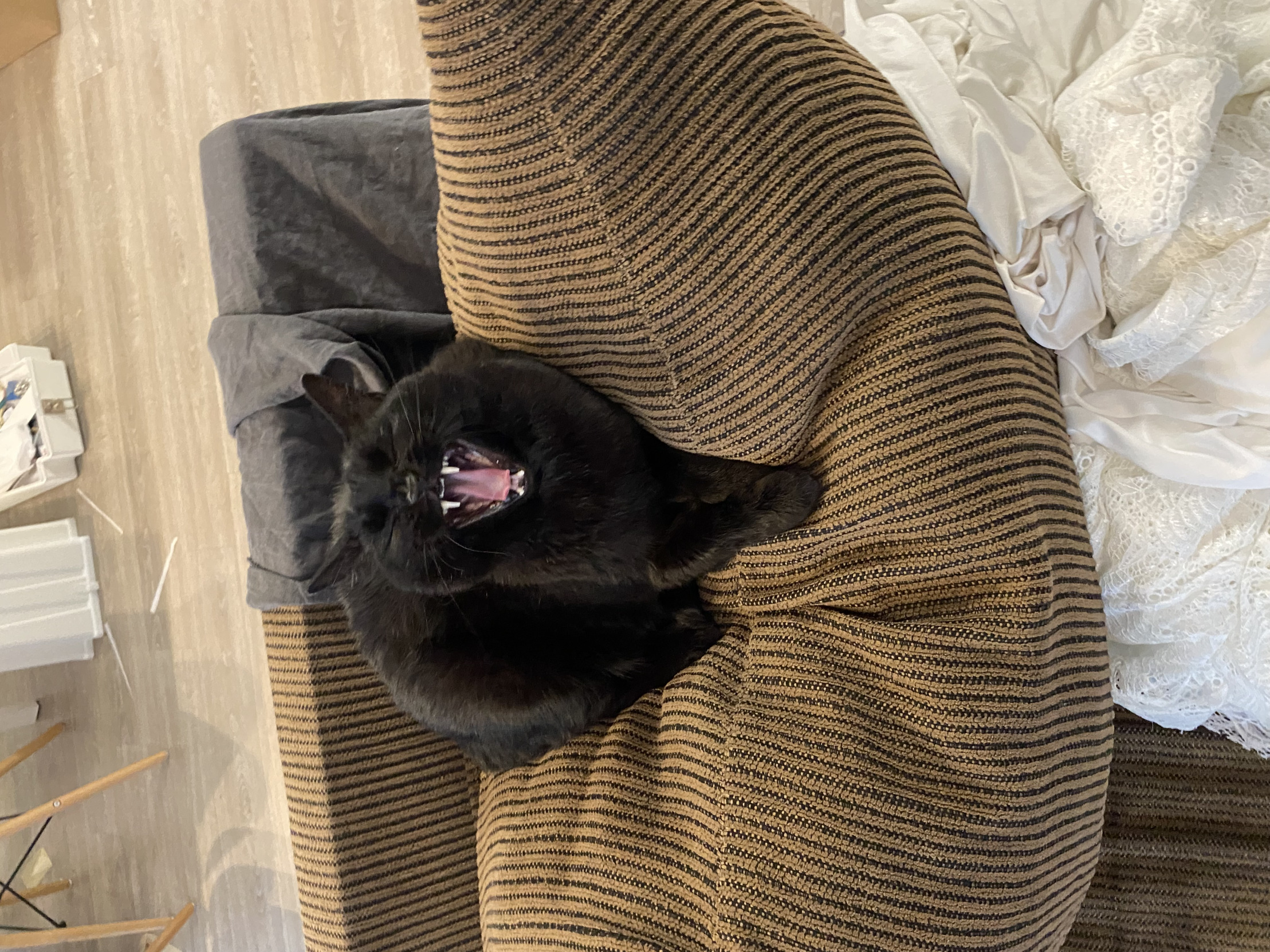 Screaming Black Cat Blank Meme Template