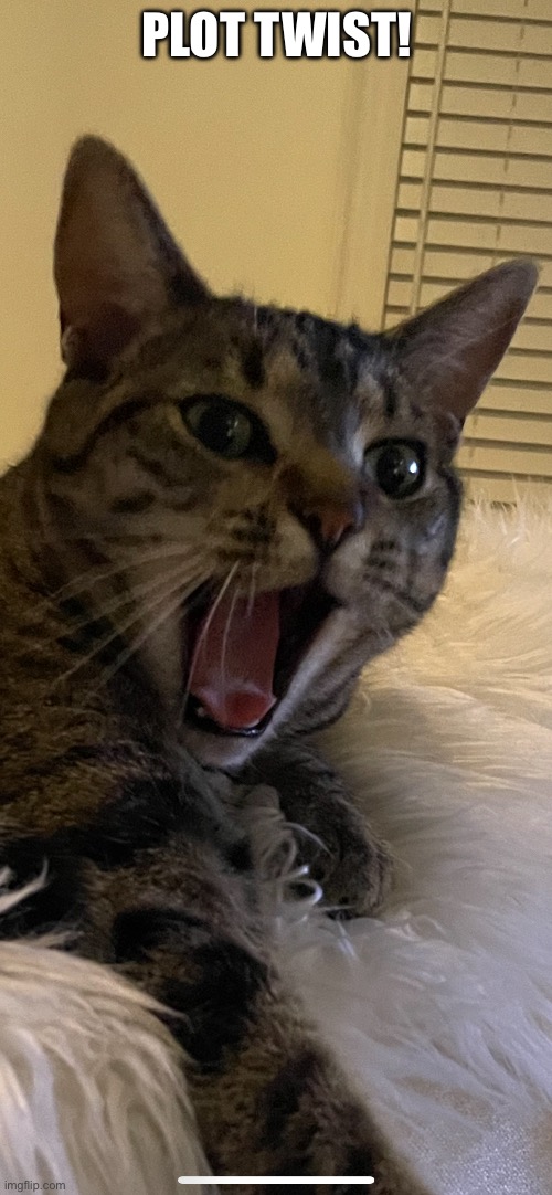 Plot Twist! | PLOT TWIST! | image tagged in fun,funny,cats,funny cats,plot twist,relatable | made w/ Imgflip meme maker