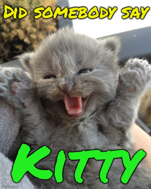 Doez u want 2 see mistah mittenz? | Did somebody say; Kitty | image tagged in yay kitty,cats | made w/ Imgflip meme maker