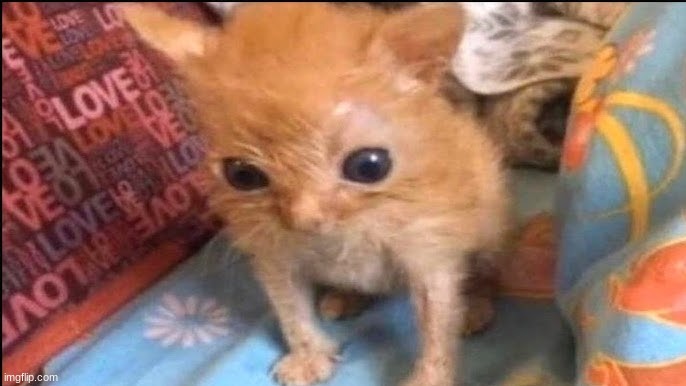 ngl I am HEAVILY craving birthday cake flavored Oreos. I NEEEEEEEED THEMEMMMEE | made w/ Imgflip meme maker