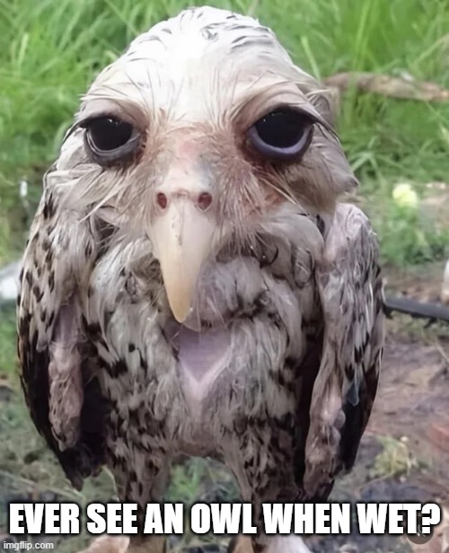 Wet Owl | EVER SEE AN OWL WHEN WET? | image tagged in cursed image | made w/ Imgflip meme maker