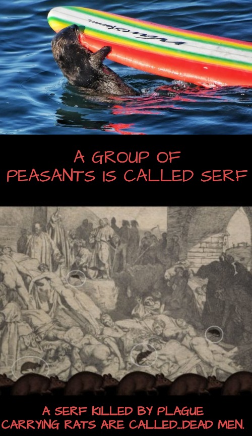 A SERF KILLED BY PLAGUE CARRYING RATS ARE CALLED...DEAD MEN. A GROUP OF PEASANTS IS CALLED SERF | made w/ Imgflip meme maker