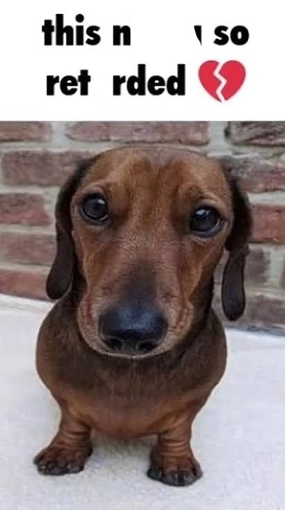 This nigga so retarded dog | image tagged in this nigga so retarded dog | made w/ Imgflip meme maker