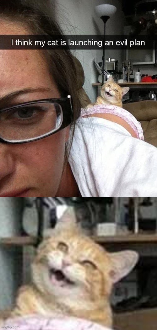 Whatz mittenz up to???? | image tagged in memes,cats | made w/ Imgflip meme maker