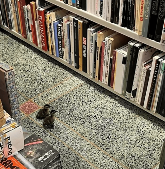 Ducks Blank Meme Template