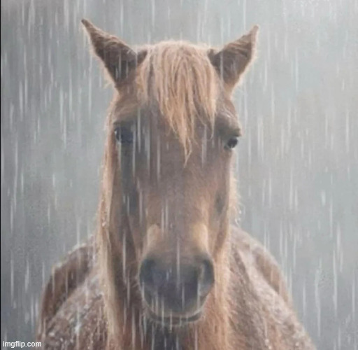 sad honse | image tagged in sad honse | made w/ Imgflip meme maker