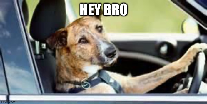 dog in car | HEY BRO | image tagged in dog in car | made w/ Imgflip meme maker