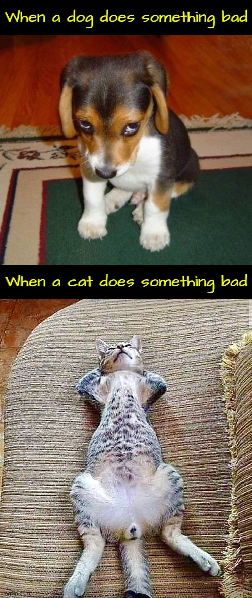 Dogs Vs Cats Behavior | When a dog does something bad; When a cat does something bad | image tagged in dogs,guilty,bad dog,cats,funny cats,cute puppy | made w/ Imgflip meme maker