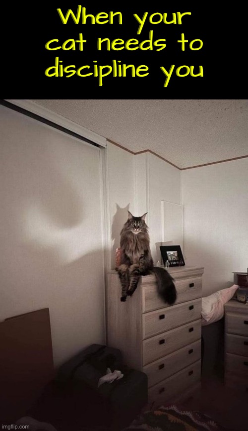 Decided to submit some today | When your cat needs to discipline you | image tagged in cats,funny cats,discipline,uh oh,revenge,the boss | made w/ Imgflip meme maker