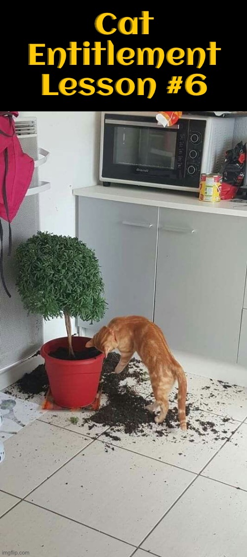 Entitlement Lesson #6 | Cat Entitlement Lesson #6 | image tagged in cats,funny cats,entitlement,life lessons,mischief,life with cats | made w/ Imgflip meme maker