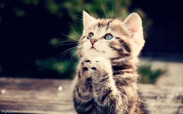 Cute Kitty | image tagged in cute kitty | made w/ Imgflip meme maker