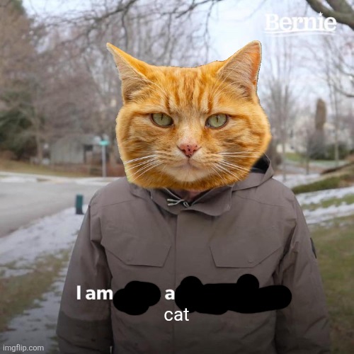 i... am cat | cat | image tagged in memes,bernie i am once again asking for your support | made w/ Imgflip meme maker