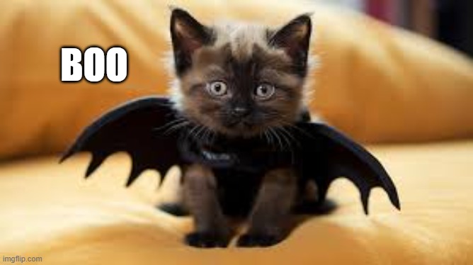 Little black kitten is trying to be scary for Halloween. | BOO | image tagged in cat,funny,kitten,humor,halloween,costume | made w/ Imgflip meme maker
