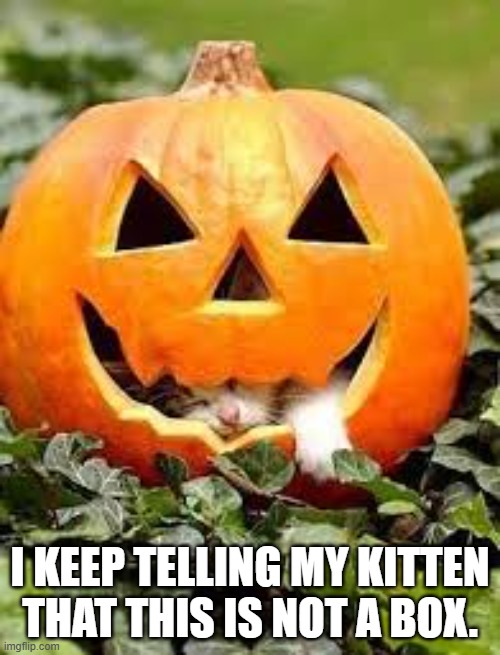 I keep telling my kitten that this is not a box, it's a Halloween pumpkin. | I KEEP TELLING MY KITTEN THAT THIS IS NOT A BOX. | image tagged in cat,funny,kitten,humor,halloween,pumpkin | made w/ Imgflip meme maker