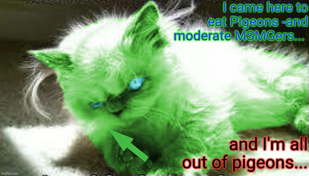 mad raycat | I came here to eat Pigeons -and moderate MSMGers... and I'm all out of pigeons... | image tagged in mad raycat | made w/ Imgflip meme maker