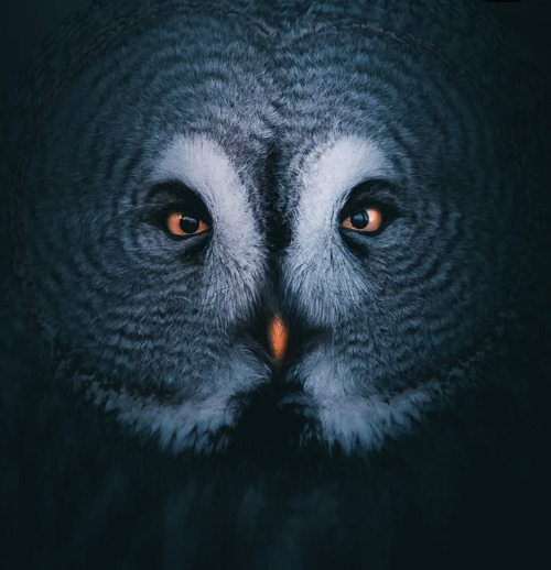 Not AI, and Gorgeous | image tagged in ban ai,owl | made w/ Imgflip meme maker