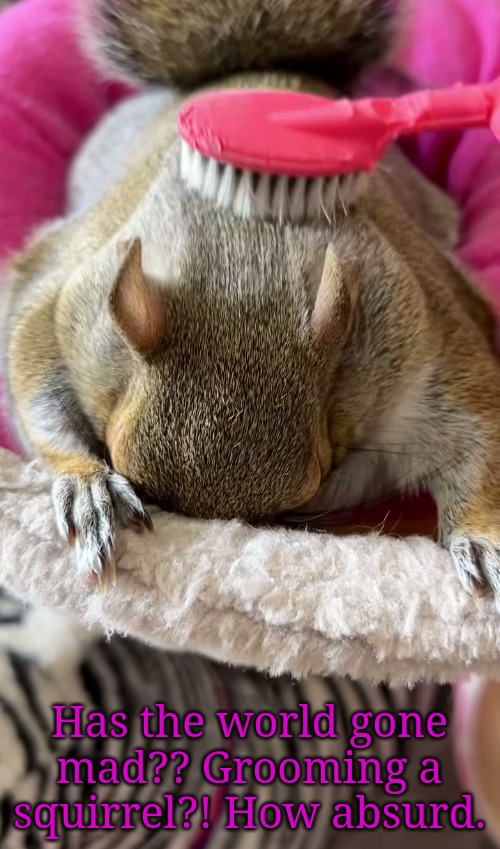 Yep, someone has gone crazy | Has the world gone mad?? Grooming a squirrel?! How absurd. | image tagged in crazzyass,don't touch squirrels | made w/ Imgflip meme maker