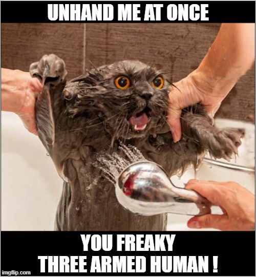 Somebody Save Me ! | UNHAND ME AT ONCE; YOU FREAKY THREE ARMED HUMAN ! | image tagged in cats,shower,save me,freaky,human | made w/ Imgflip meme maker