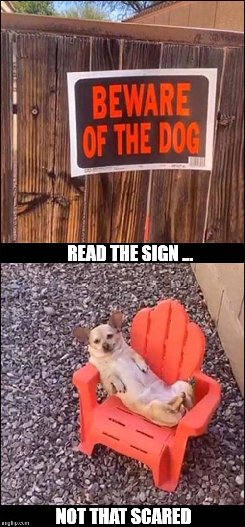 Proceed With Caution ... | READ THE SIGN ... NOT THAT SCARED | image tagged in dogs,warning sign,chihuahua | made w/ Imgflip meme maker