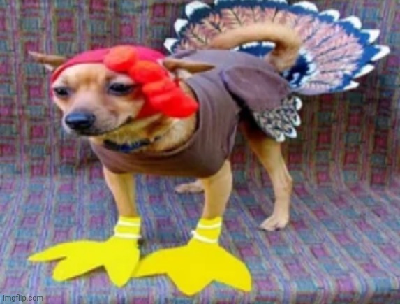 Turkey dog | image tagged in turkey dog | made w/ Imgflip meme maker