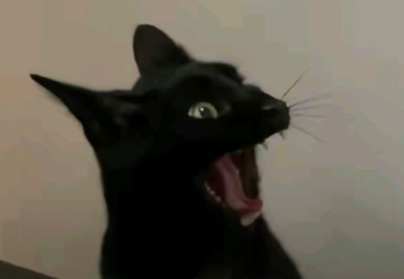 Black cat scream Blank Meme Template
