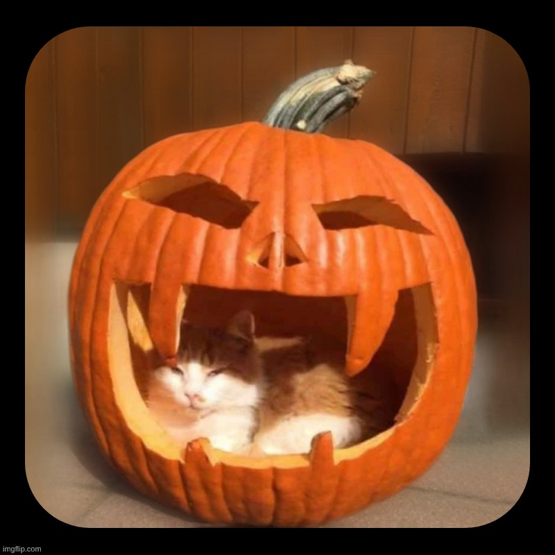 These are two of my favorite things... | image tagged in cat,pumpkin,jackolantern,cute cat,kitty,halloween | made w/ Imgflip meme maker