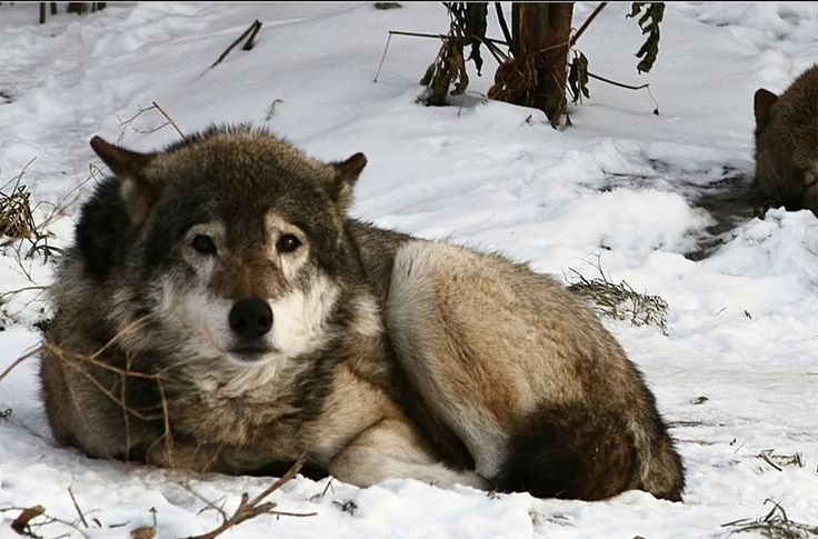 i dont wanna party og wolf img Blank Meme Template