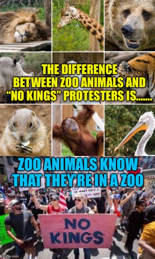 “Useful Idiots” demonstrate their commitment | THE DIFFERENCE BETWEEN ZOO ANIMALS AND “NO KINGS” PROTESTERS IS……. ZOO ANIMALS KNOW THAT THEY’RE IN A ZOO | image tagged in gifs,democratic socialism,useful,idiots,antifa | made w/ Imgflip meme maker