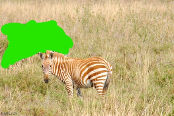 Brown striped zebra | image tagged in brown striped zebra | made w/ Imgflip meme maker