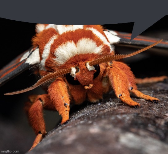 blegggghhhh | image tagged in blegggghhhh | made w/ Imgflip meme maker