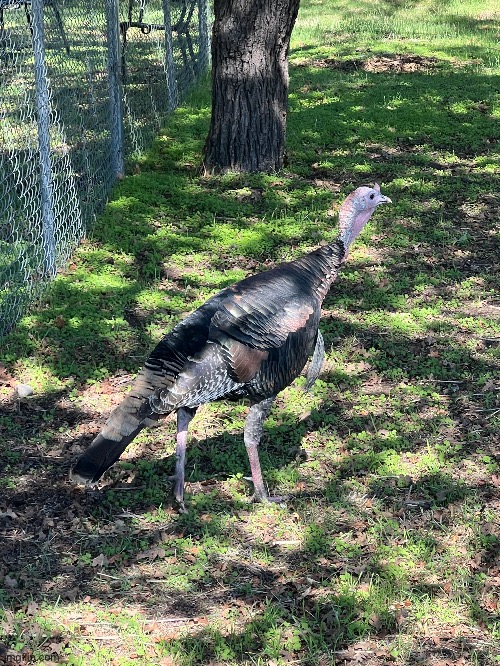 gobble gobble | made w/ Imgflip meme maker