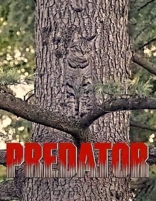 Camo-kitty… | image tagged in cats,predator,camouflage,tree | made w/ Imgflip meme maker