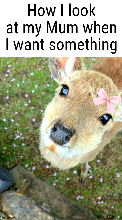 How I look at my Mum when I want something | made w/ Imgflip meme maker