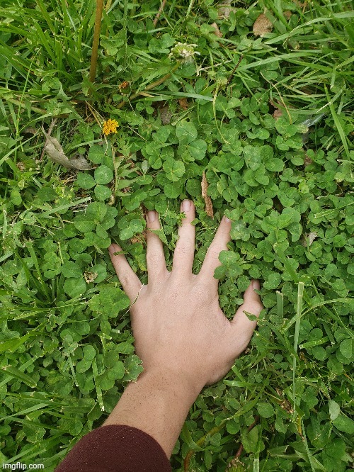 Mangle_fnaf2 touching grass | image tagged in mangle_fnaf2 touching grass | made w/ Imgflip meme maker