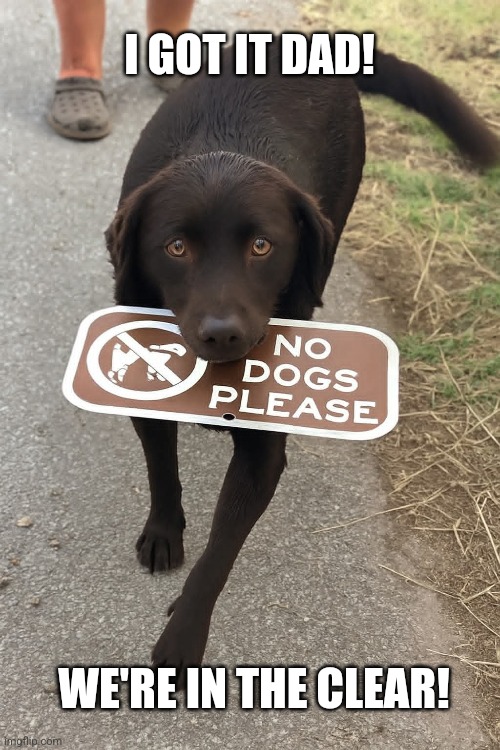 Good boy | I GOT IT DAD! WE'RE IN THE CLEAR! | image tagged in dogs,stealing,signs,good,dog | made w/ Imgflip meme maker