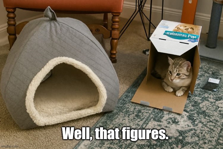 Cat box | Well, that figures. | image tagged in cats,boxes,funny cats | made w/ Imgflip meme maker
