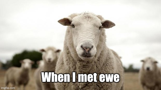 Sheep | When I met ewe | image tagged in sheep | made w/ Imgflip meme maker