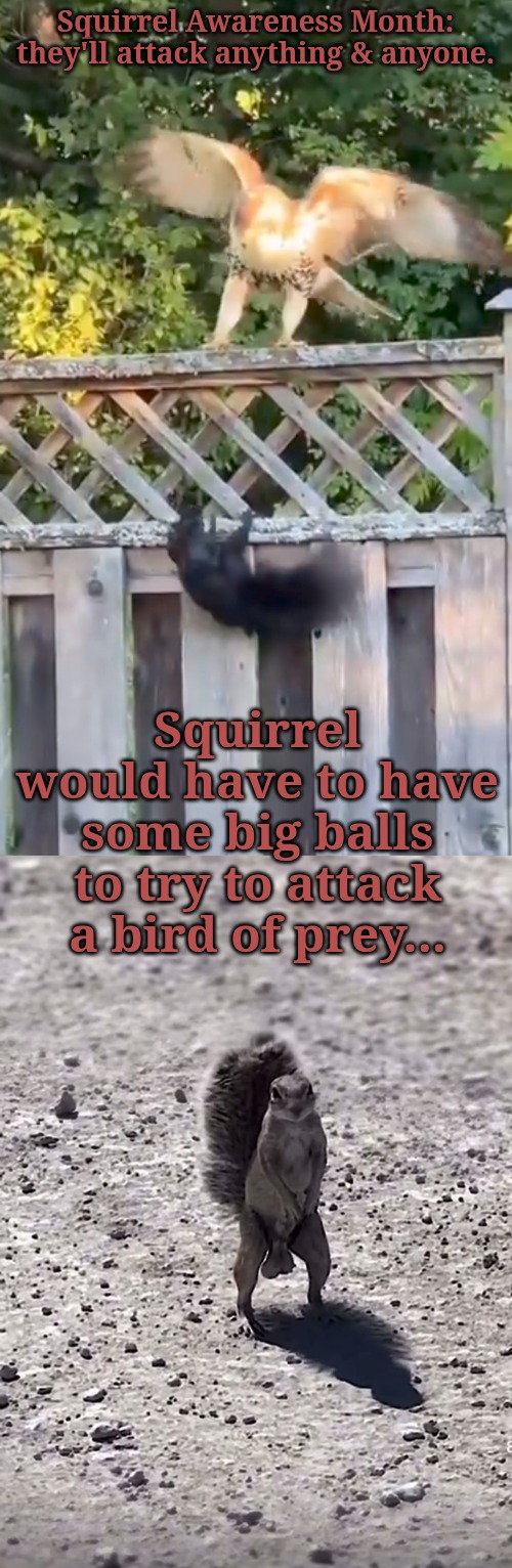Squirrel Awareness Month: truth #9 they really are too macho | Squirrel Awareness Month: they'll attack anything & anyone. Squirrel would have to have some big balls to try to attack a bird of prey... | image tagged in big balls of fire | made w/ Imgflip meme maker