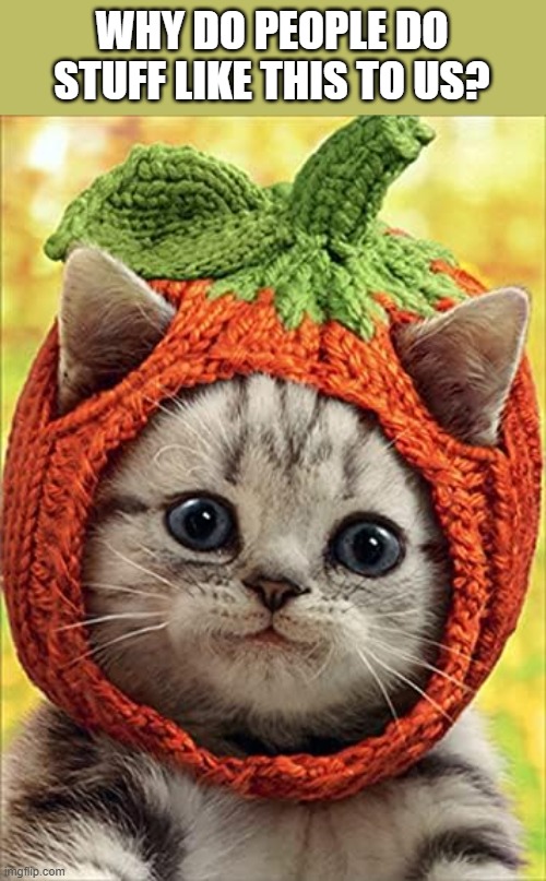 Cat wants to know why people dress them up for Halloween | WHY DO PEOPLE DO STUFF LIKE THIS TO US? | image tagged in funny,cats,humor,kitten,halloween,costume | made w/ Imgflip meme maker