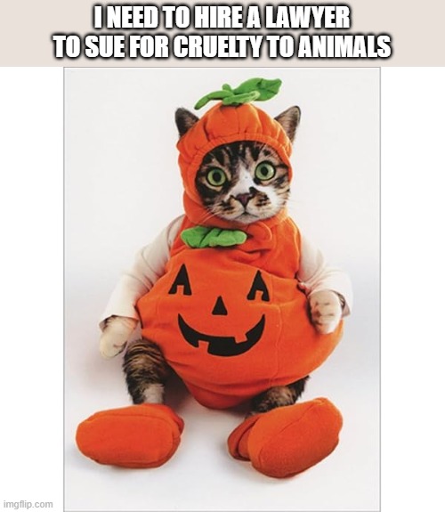 Cat wants to know why people do stuff to cats like this for Halloween. | I NEED TO HIRE A LAWYER TO SUE FOR CRUELTY TO ANIMALS | image tagged in funny,cats,humor,kittens,halloween,costumes | made w/ Imgflip meme maker