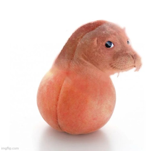 seal ball run | image tagged in seal ball run | made w/ Imgflip meme maker