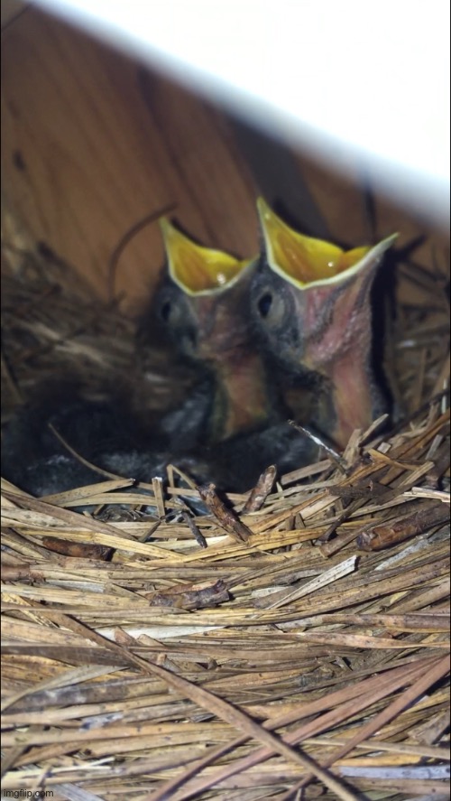 image tagged in screaming baby birds | made w/ Imgflip meme maker