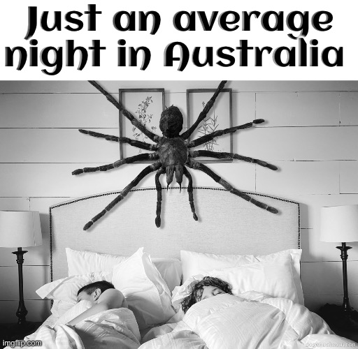 Average Australian Night | Just an average night in Australia | image tagged in meanwhile in australia,australia,spider,nightmare fuel,arachnophobia,night | made w/ Imgflip meme maker