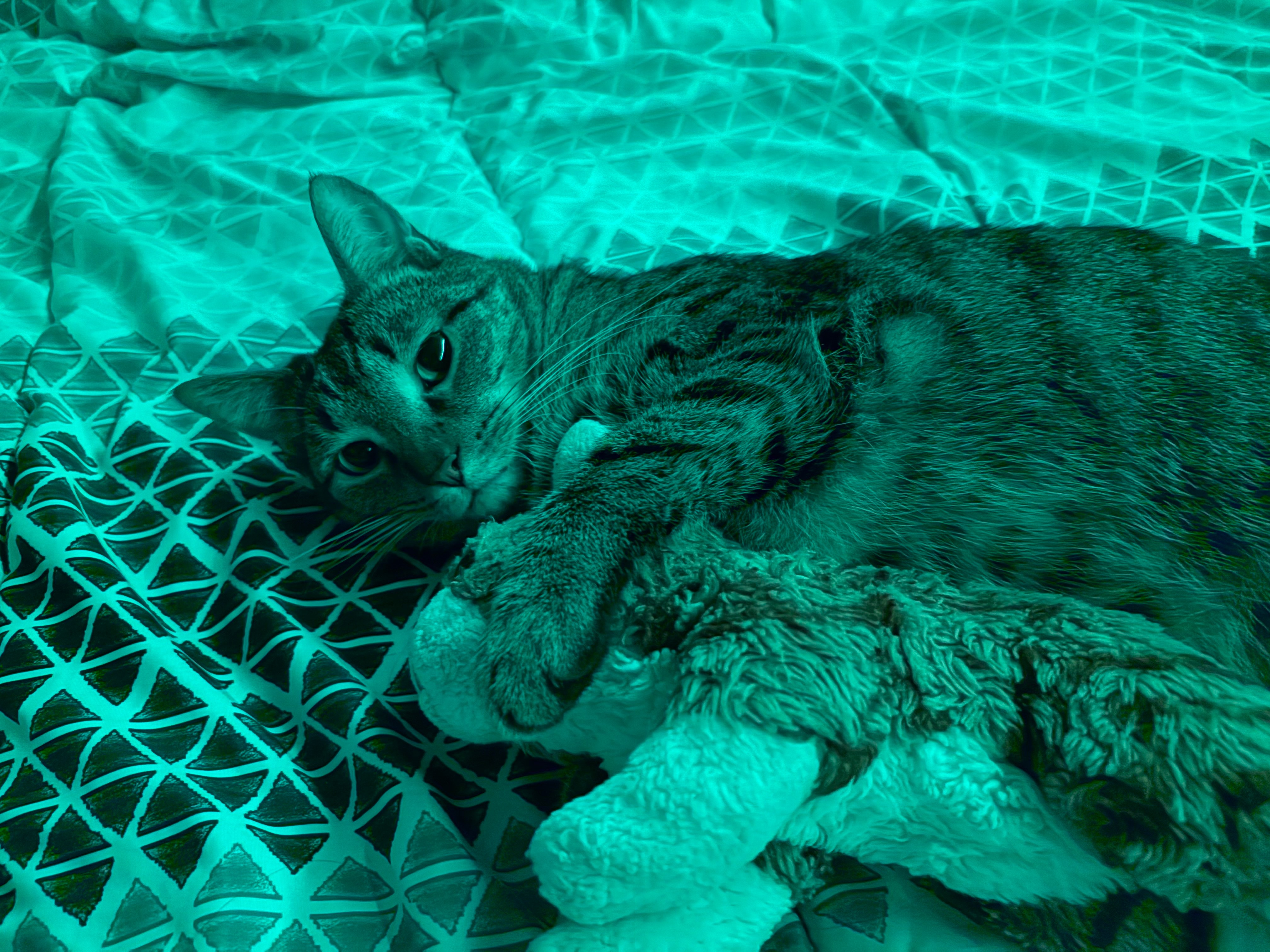 my cat | made w/ Imgflip meme maker