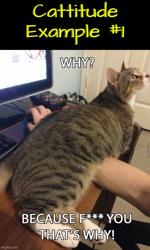 Cattitude Example 1 | Cattitude Example #1 | image tagged in cats,funny cats,cattitude,attitude,entitlement,jerks | made w/ Imgflip meme maker