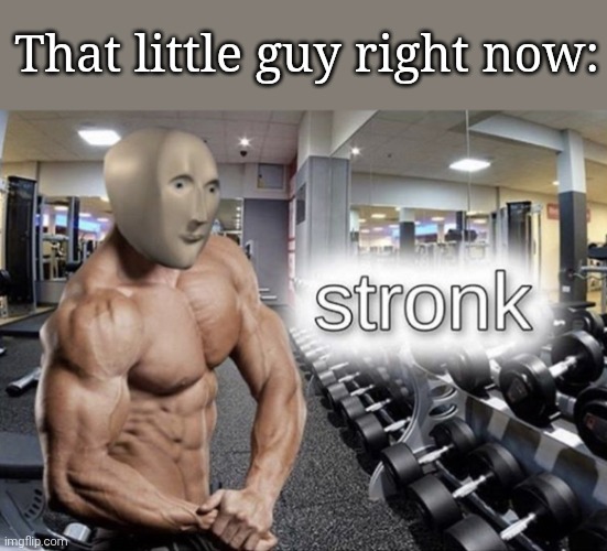 That little guy right now: | image tagged in meme man stronk | made w/ Imgflip meme maker